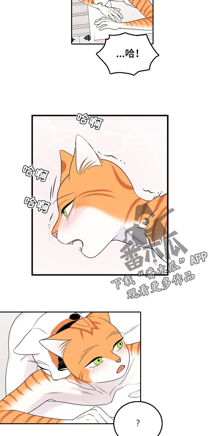 《灵猫欧米伽》漫画最新章节第72章：【第二季】这是折磨啊免费下拉式在线观看章节第【3】张图片