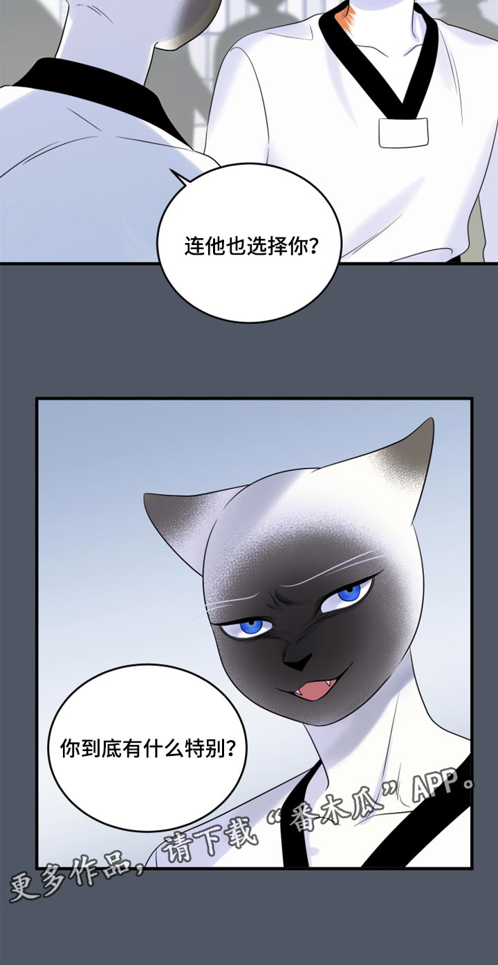 《灵猫欧米伽》漫画最新章节第76章：【第二季】有什么特别免费下拉式在线观看章节第【1】张图片