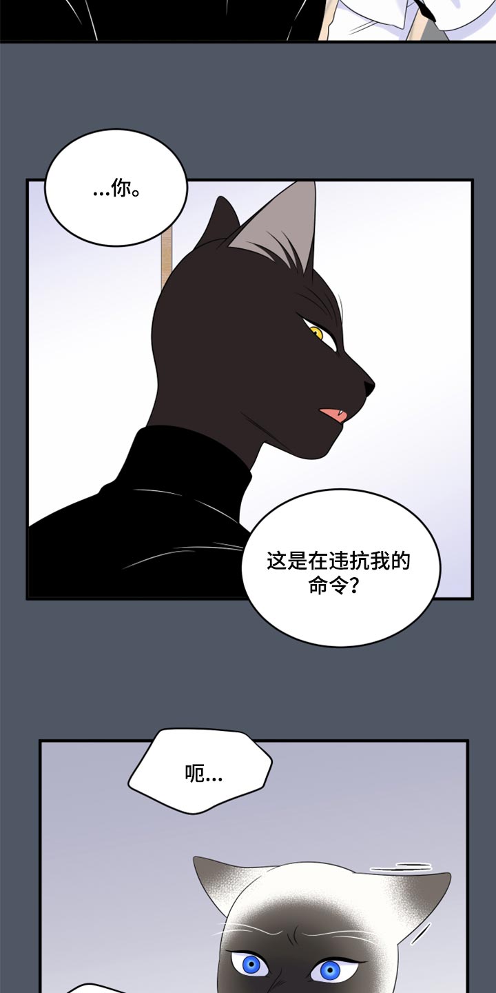 《灵猫欧米伽》漫画最新章节第76章：【第二季】有什么特别免费下拉式在线观看章节第【5】张图片