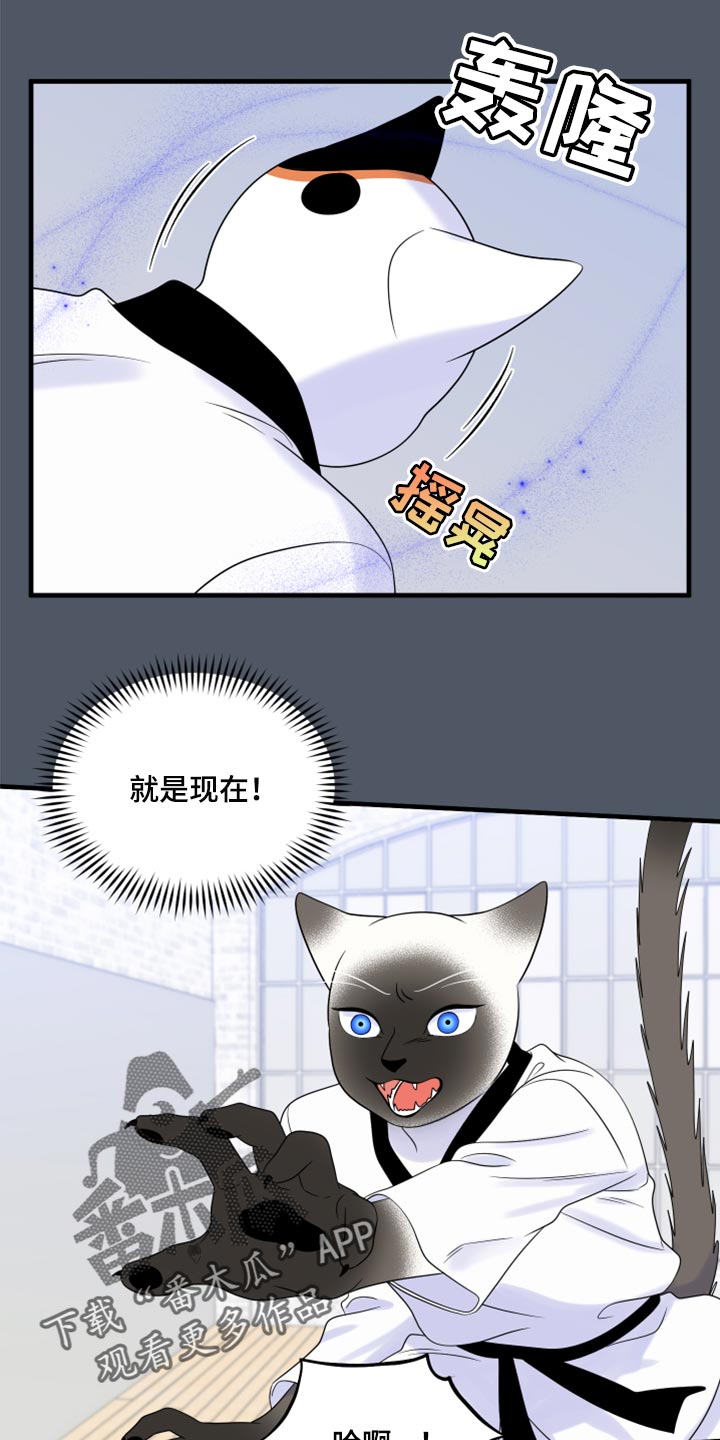 《灵猫欧米伽》漫画最新章节第76章：【第二季】有什么特别免费下拉式在线观看章节第【21】张图片