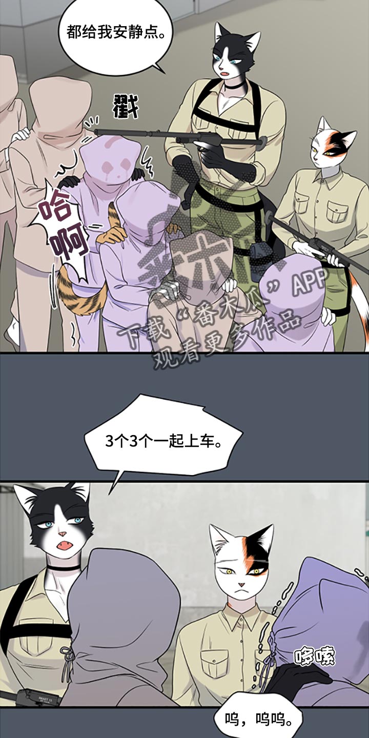 《灵猫欧米伽》漫画最新章节第79章：【第二季】傻瓜免费下拉式在线观看章节第【5】张图片