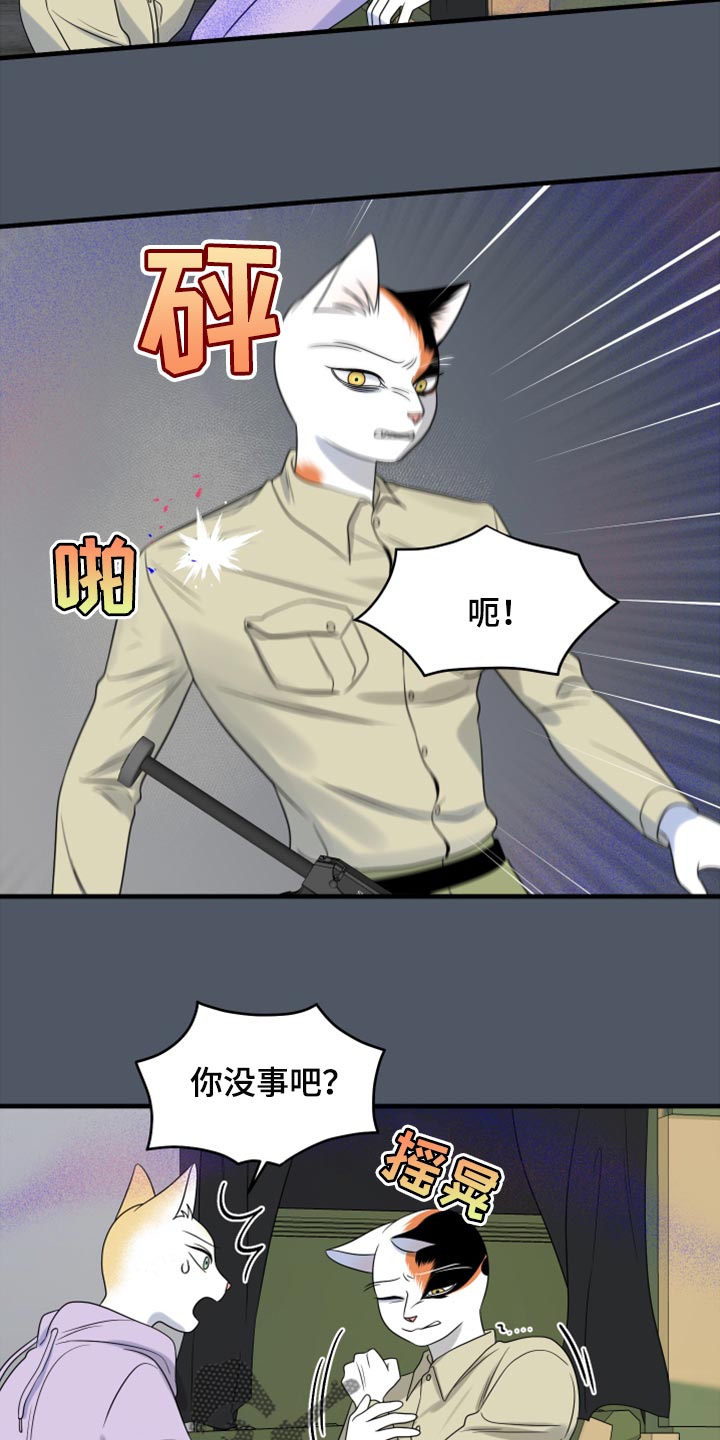 《灵猫欧米伽》漫画最新章节第81章：【第二季】中弹免费下拉式在线观看章节第【7】张图片