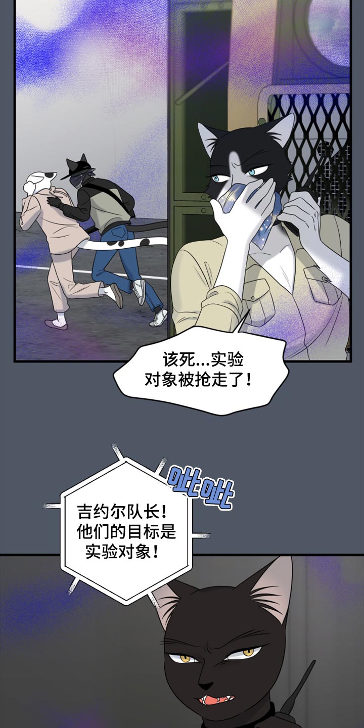 《灵猫欧米伽》漫画最新章节第81章：【第二季】中弹免费下拉式在线观看章节第【16】张图片