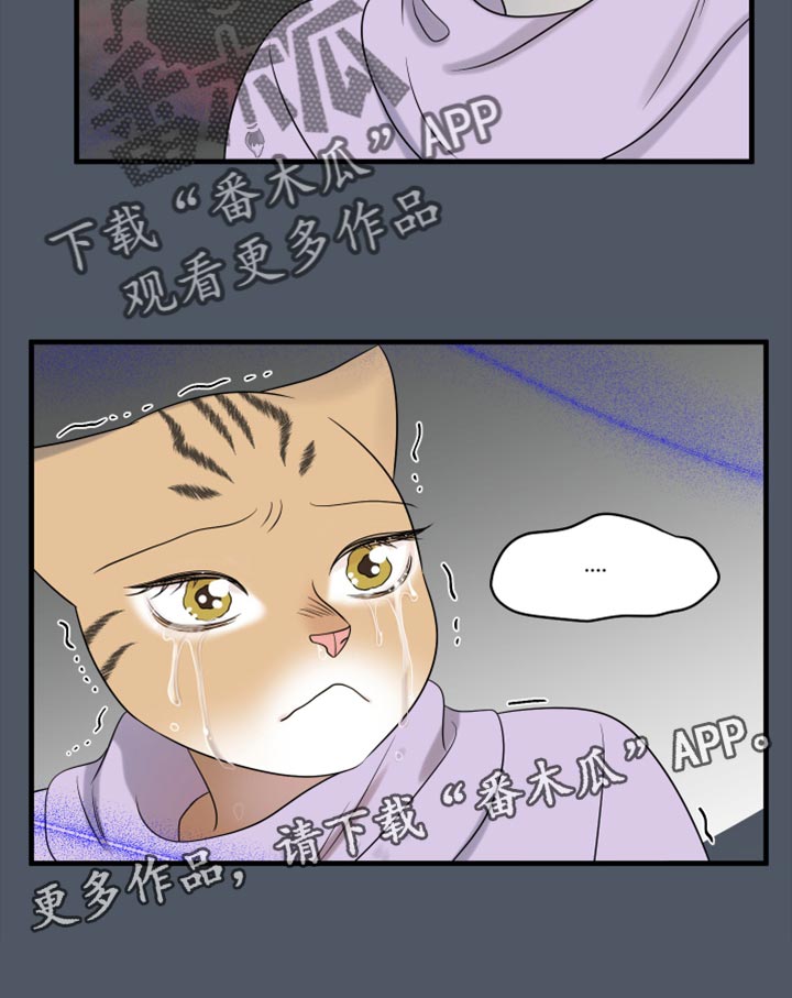 《灵猫欧米伽》漫画最新章节第81章：【第二季】中弹免费下拉式在线观看章节第【1】张图片