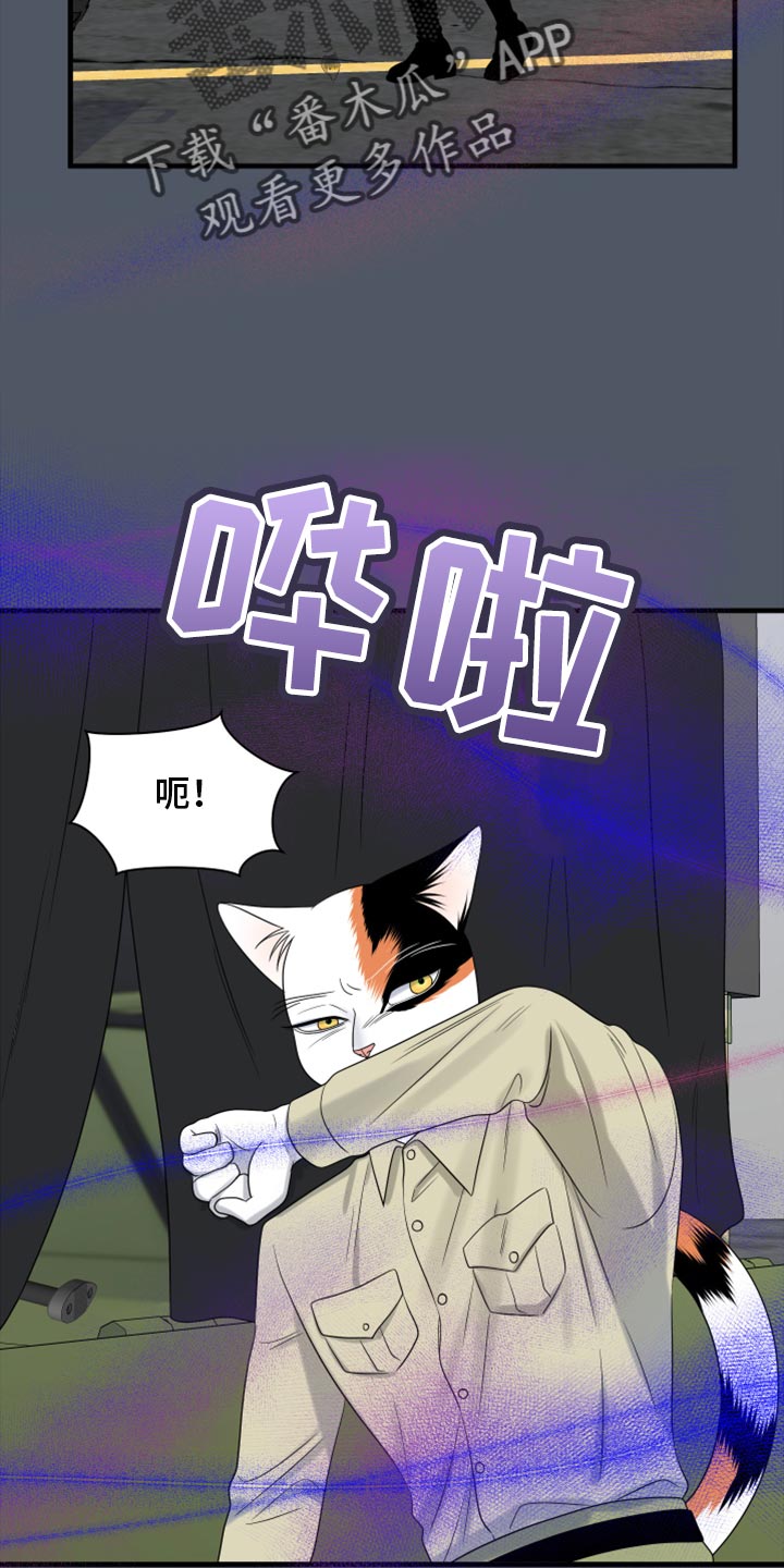 《灵猫欧米伽》漫画最新章节第81章：【第二季】中弹免费下拉式在线观看章节第【27】张图片