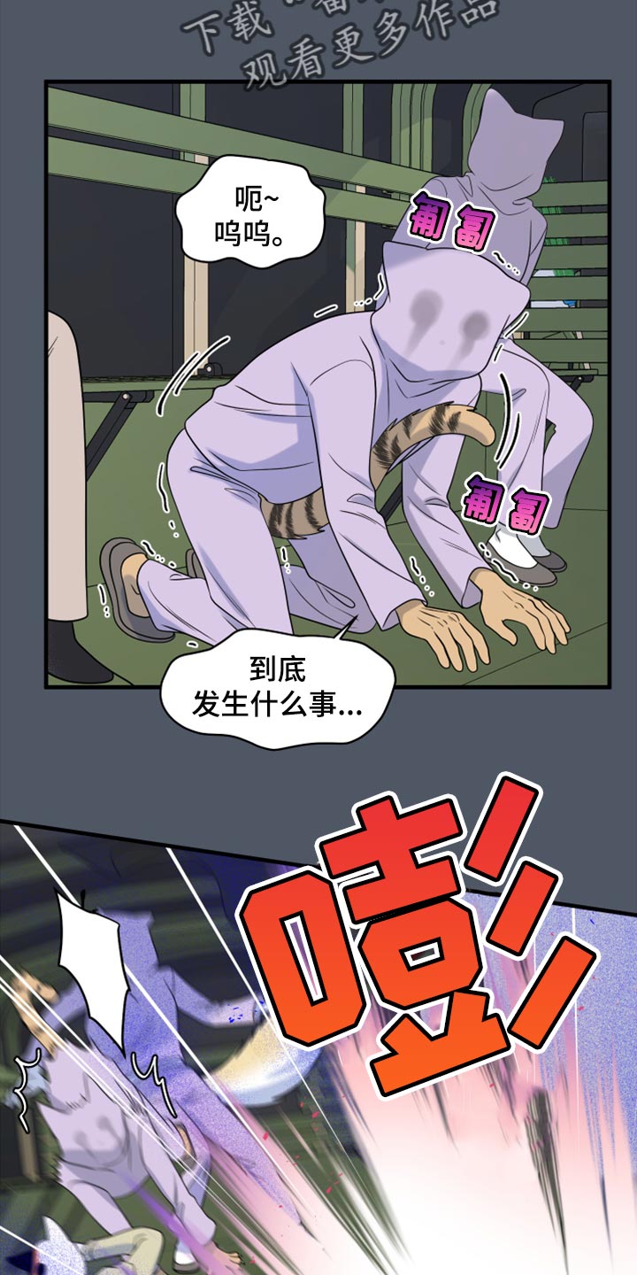 《灵猫欧米伽》漫画最新章节第81章：【第二季】中弹免费下拉式在线观看章节第【22】张图片