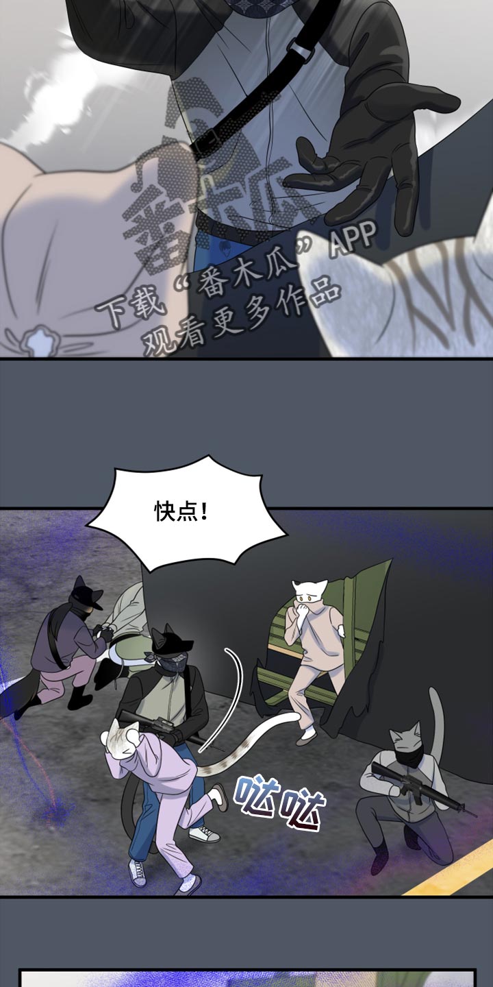 《灵猫欧米伽》漫画最新章节第81章：【第二季】中弹免费下拉式在线观看章节第【17】张图片