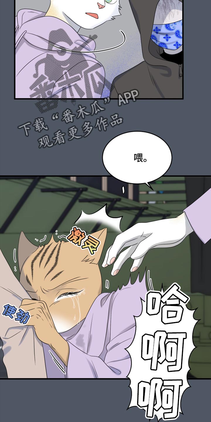 《灵猫欧米伽》漫画最新章节第81章：【第二季】中弹免费下拉式在线观看章节第【4】张图片