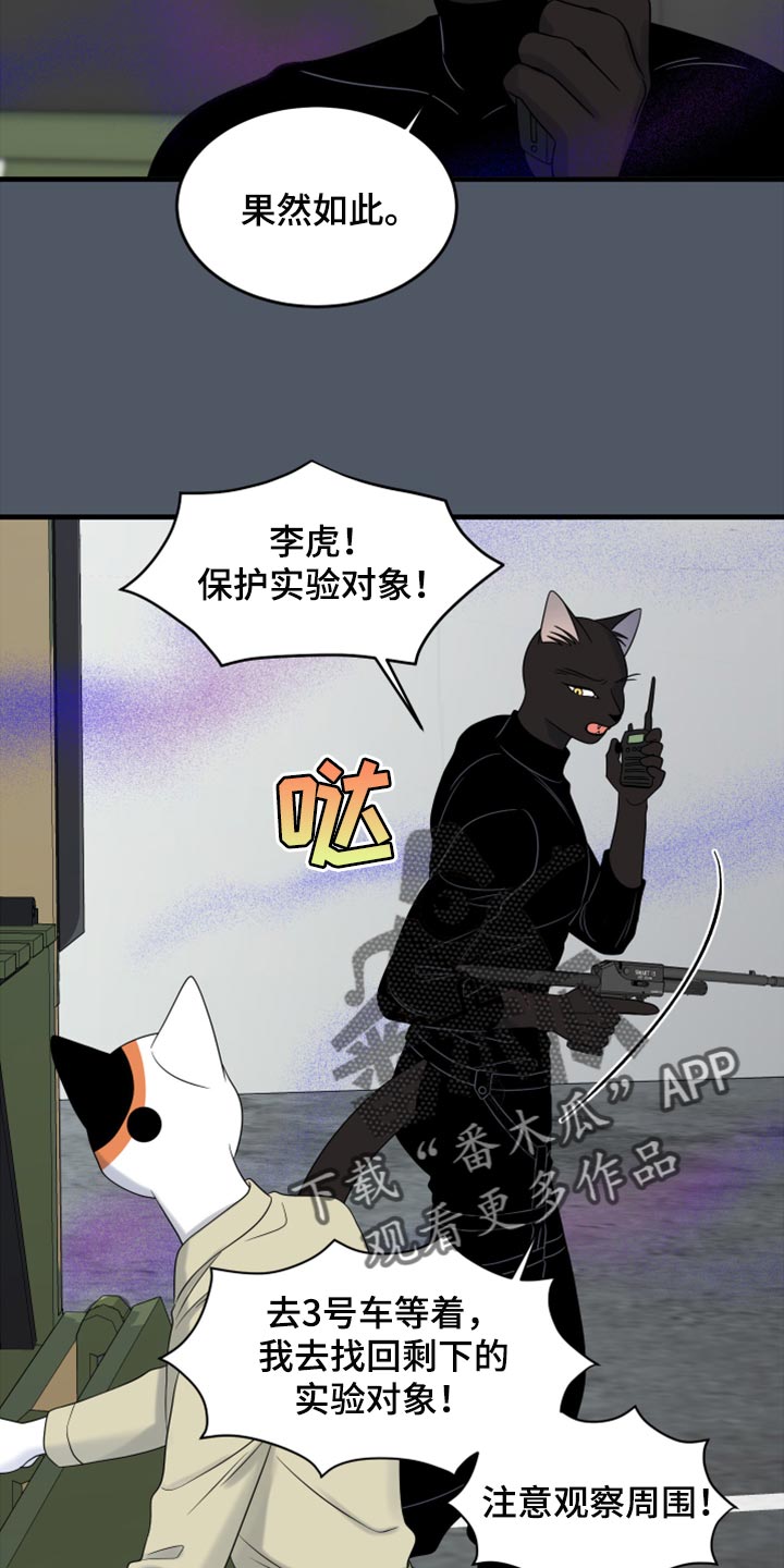 《灵猫欧米伽》漫画最新章节第81章：【第二季】中弹免费下拉式在线观看章节第【15】张图片