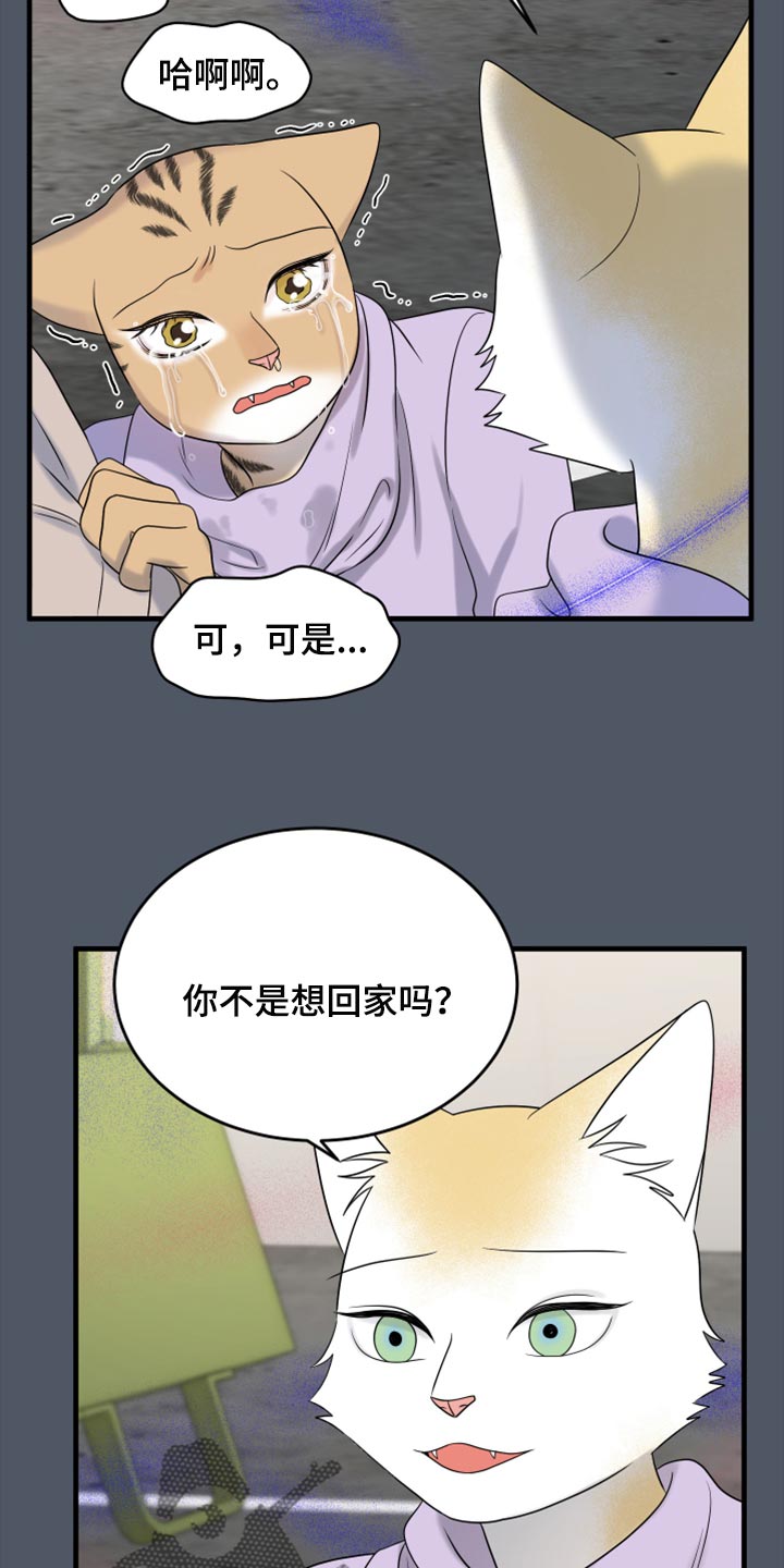 《灵猫欧米伽》漫画最新章节第81章：【第二季】中弹免费下拉式在线观看章节第【2】张图片