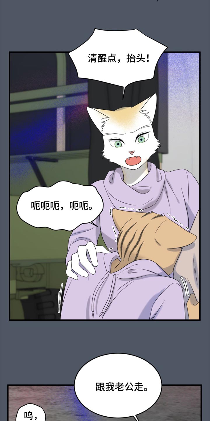 《灵猫欧米伽》漫画最新章节第81章：【第二季】中弹免费下拉式在线观看章节第【3】张图片