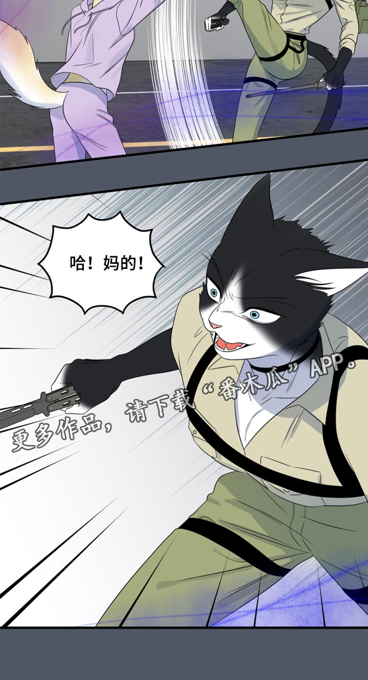 《灵猫欧米伽》漫画最新章节第83章：【第二季】捕猎免费下拉式在线观看章节第【1】张图片