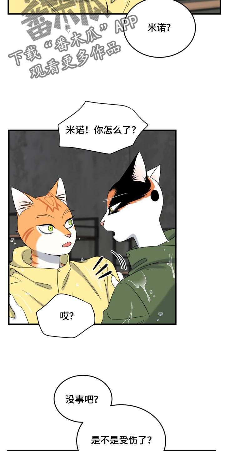 《灵猫欧米伽》漫画最新章节第88章：【第二季】台风免费下拉式在线观看章节第【5】张图片