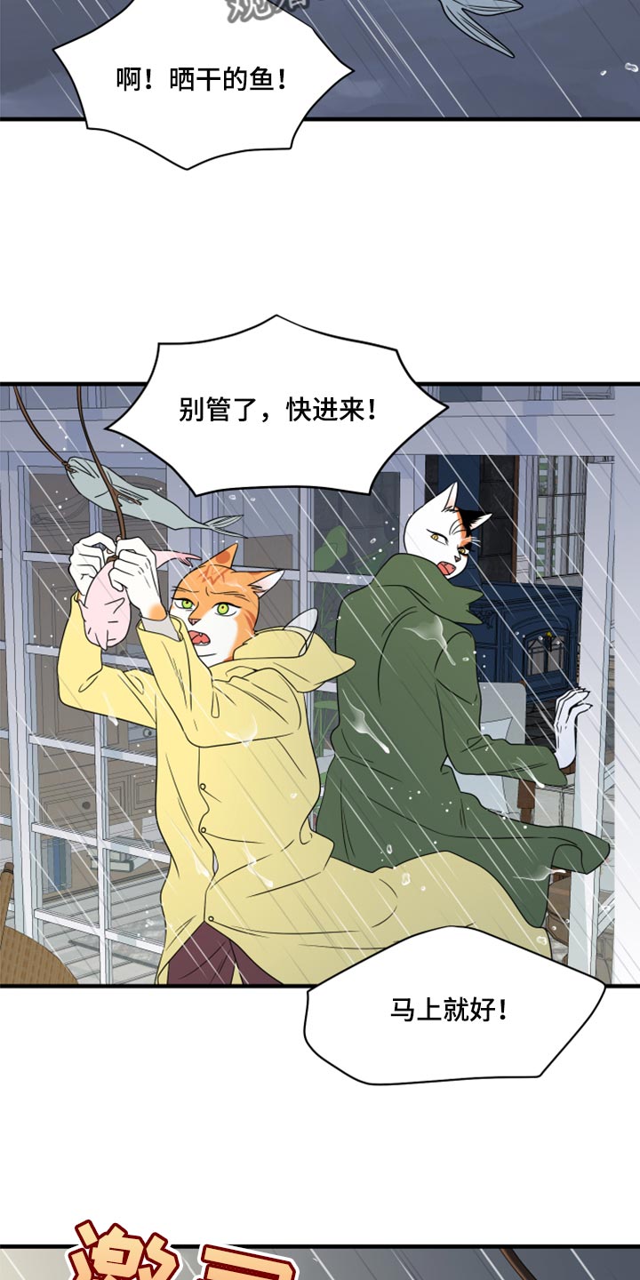 《灵猫欧米伽》漫画最新章节第88章：【第二季】台风免费下拉式在线观看章节第【17】张图片