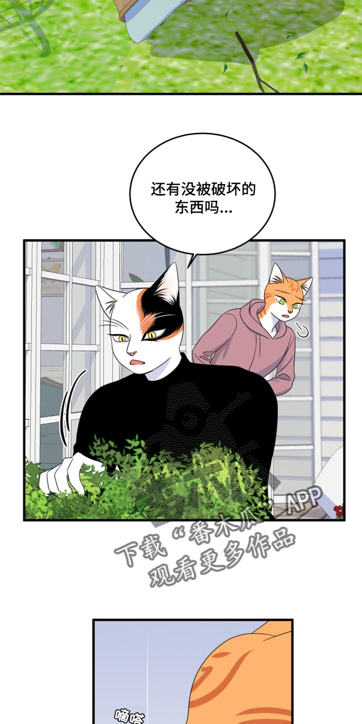 《灵猫欧米伽》漫画最新章节第89章：【第二季】乱七八糟免费下拉式在线观看章节第【6】张图片