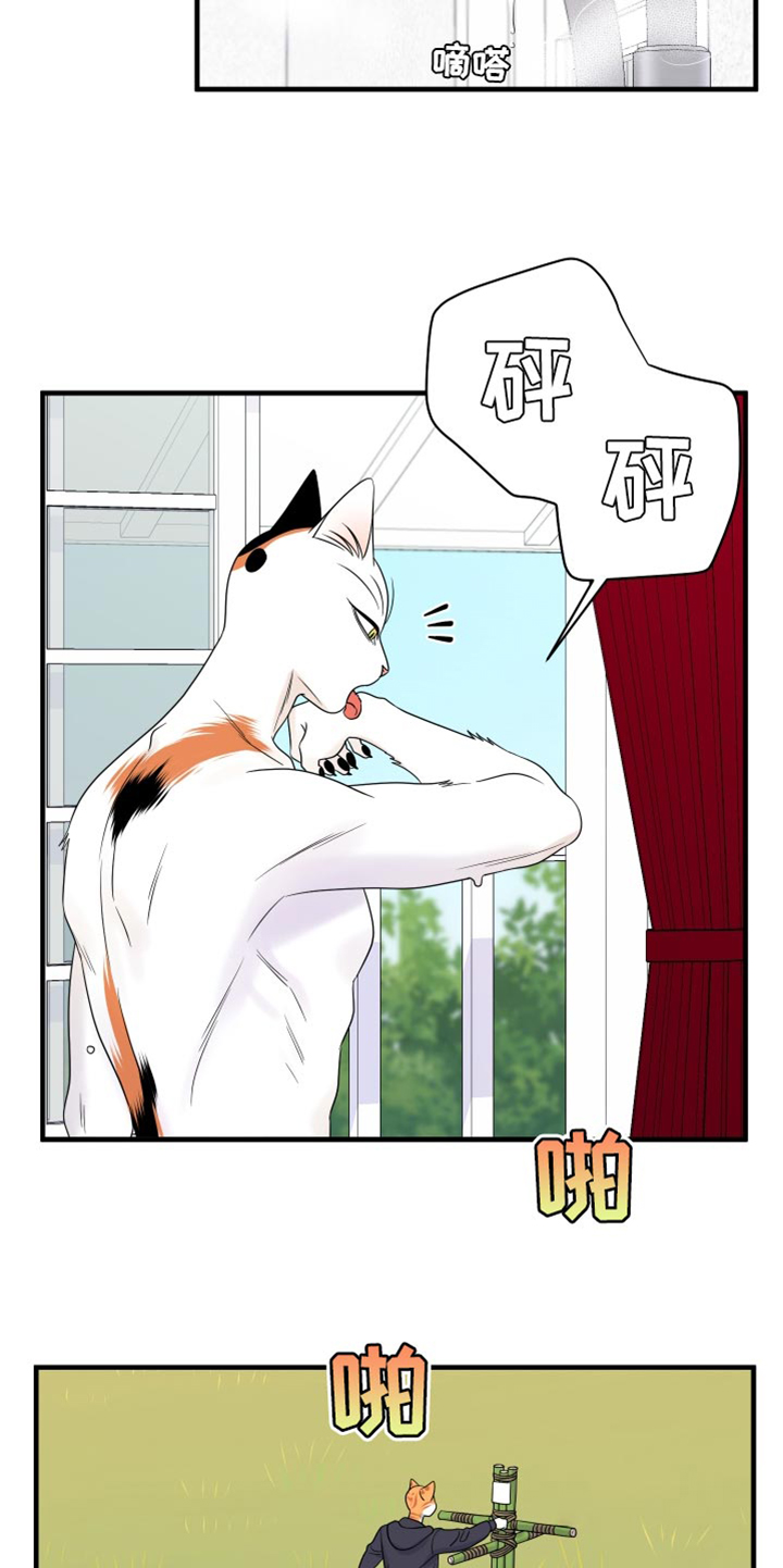 《灵猫欧米伽》漫画最新章节第98章：【第二季】想回去免费下拉式在线观看章节第【14】张图片