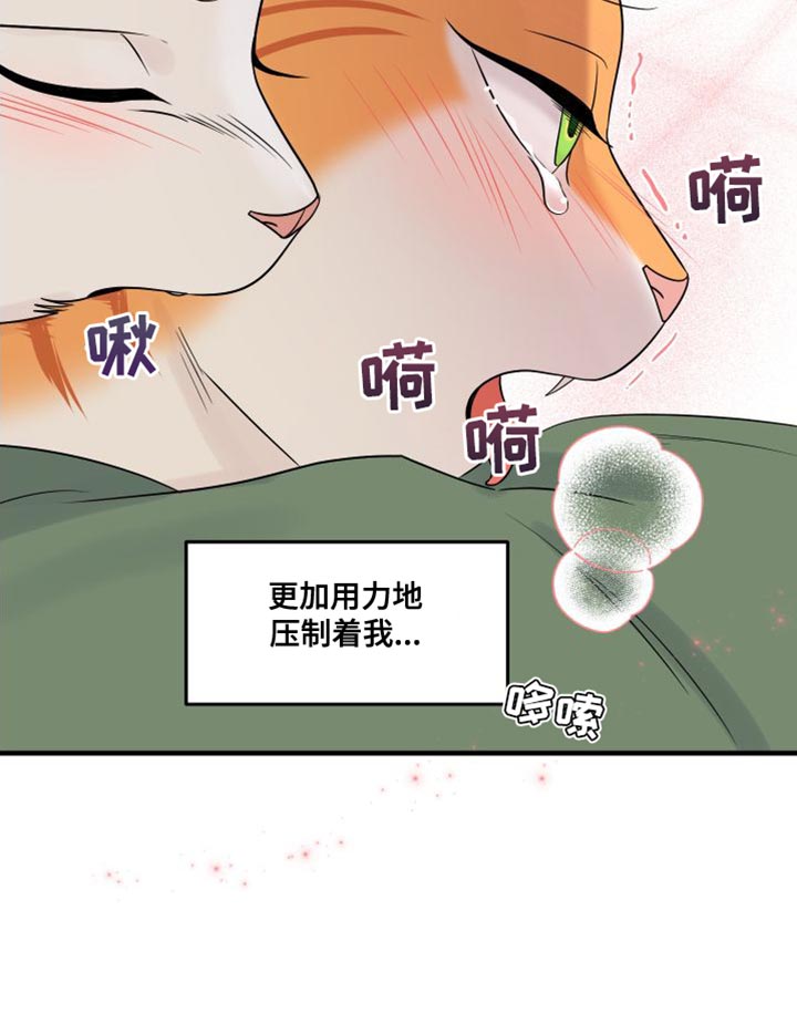 《灵猫欧米伽》漫画最新章节第104章：【第二季】更重要的事免费下拉式在线观看章节第【1】张图片