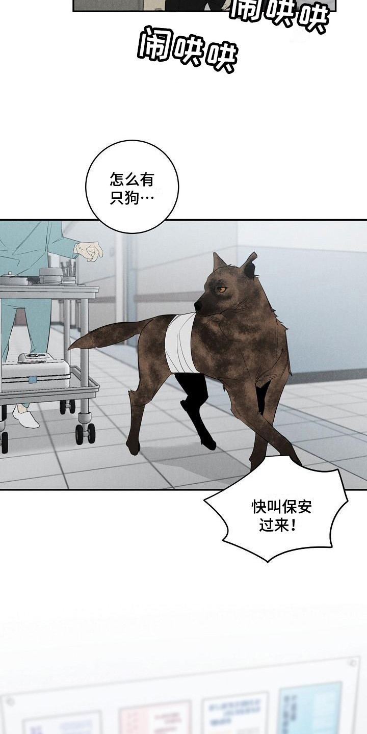 《黑犬》漫画最新章节第4章：不见了免费下拉式在线观看章节第【10】张图片