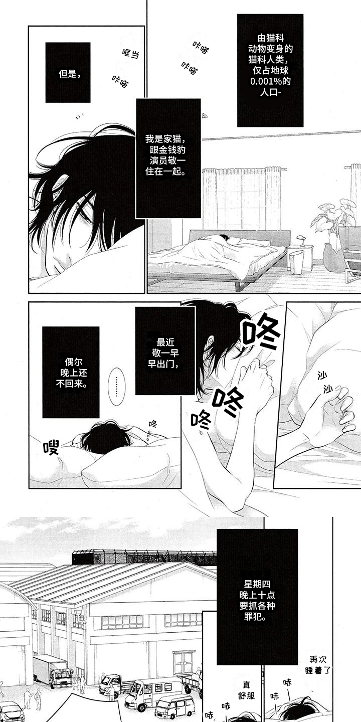 《猫系男友溢出》漫画最新章节第1章：玩耍免费下拉式在线观看章节第【7】张图片