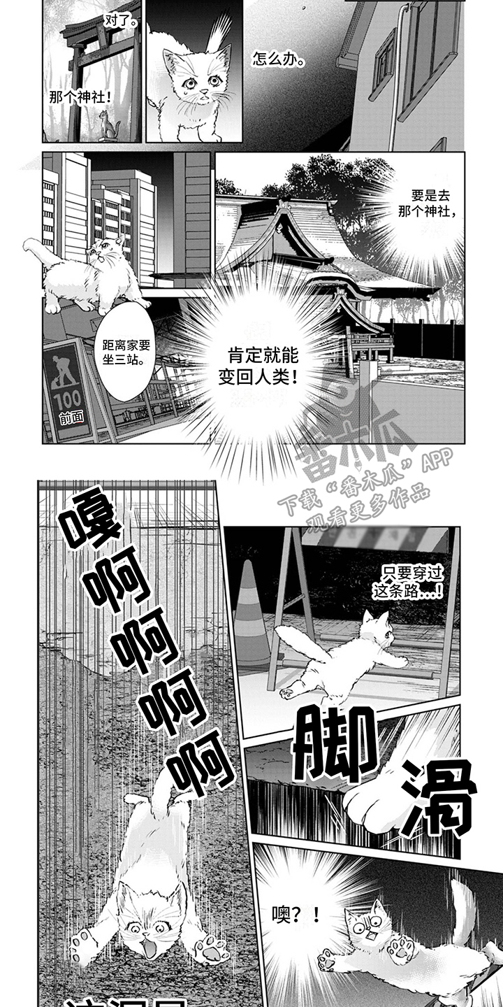 《猫女报恩》漫画最新章节第4章：又来了免费下拉式在线观看章节第【2】张图片