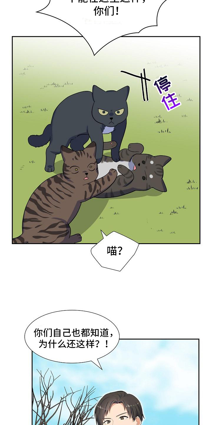 《再相会》漫画最新章节第7章：猫的纷争免费下拉式在线观看章节第【11】张图片