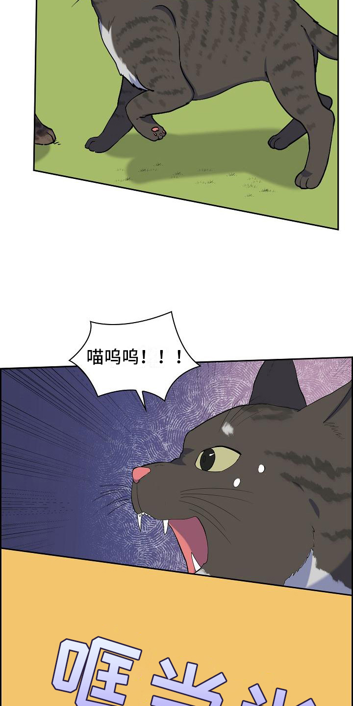 《再相会》漫画最新章节第7章：猫的纷争免费下拉式在线观看章节第【13】张图片