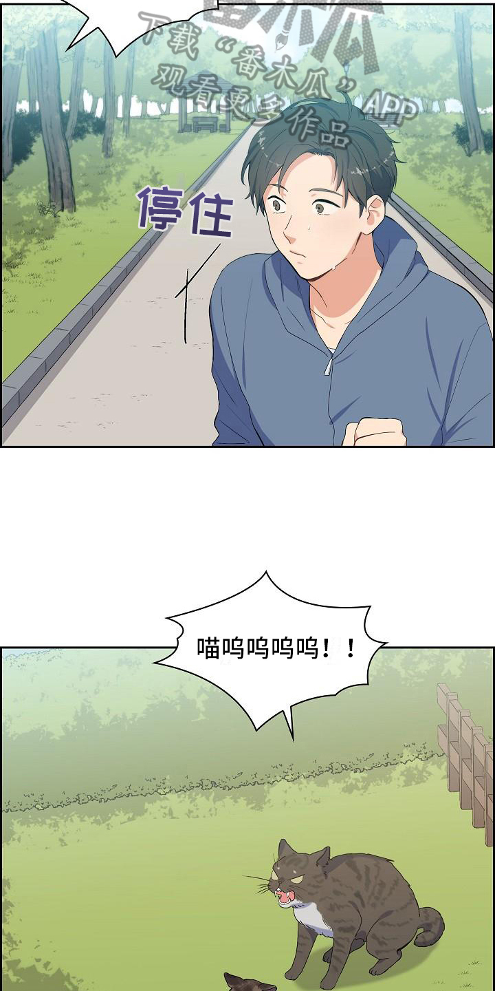 《再相会》漫画最新章节第7章：猫的纷争免费下拉式在线观看章节第【17】张图片