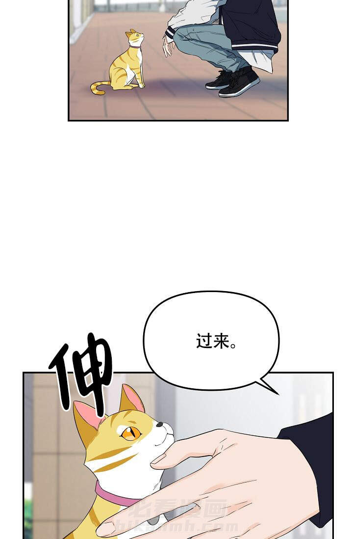 《老虎花》漫画最新章节第1话 1免费下拉式在线观看章节第【14】张图片