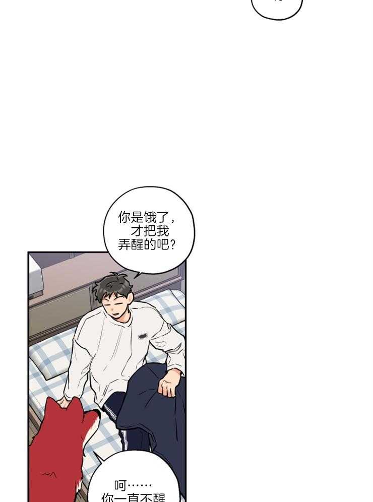 《蠢狼抱枕饲养录》漫画最新章节第38话 送上门免费下拉式在线观看章节第【17】张图片