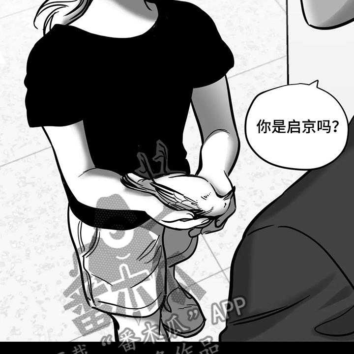 《鸠占鹊巢》漫画最新章节第60话 60_【第二季】撞死的鸟免费下拉式在线观看章节第【10】张图片