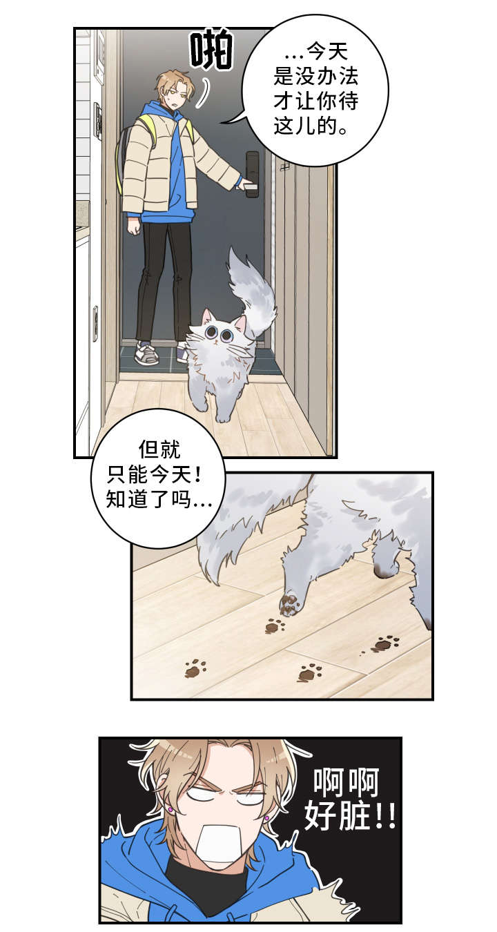 《亲爱的喵君》漫画最新章节第2章白猫免费下拉式在线观看章节第【17】张图片