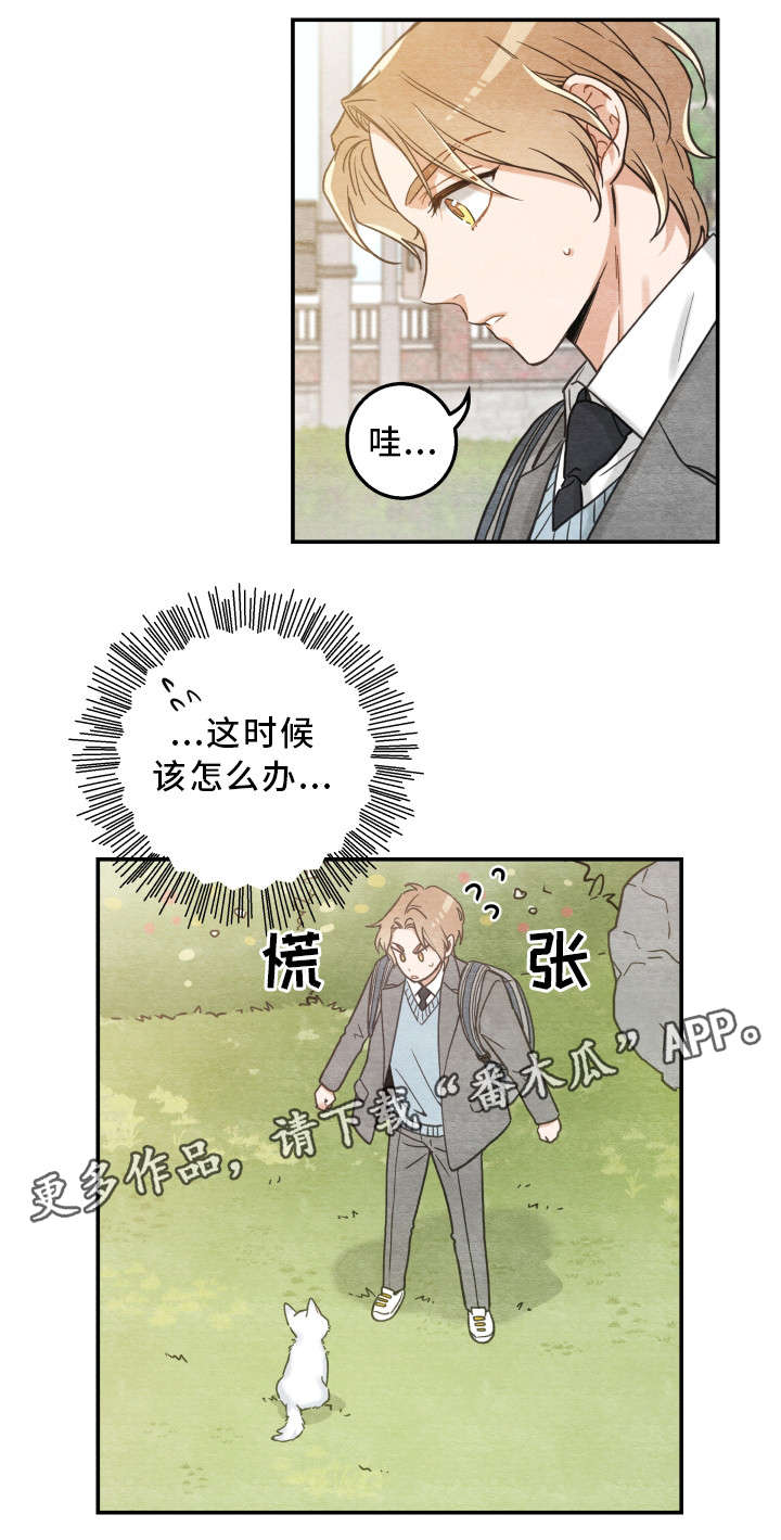 《亲爱的喵君》漫画最新章节第16章白猫莱一免费下拉式在线观看章节第【5】张图片