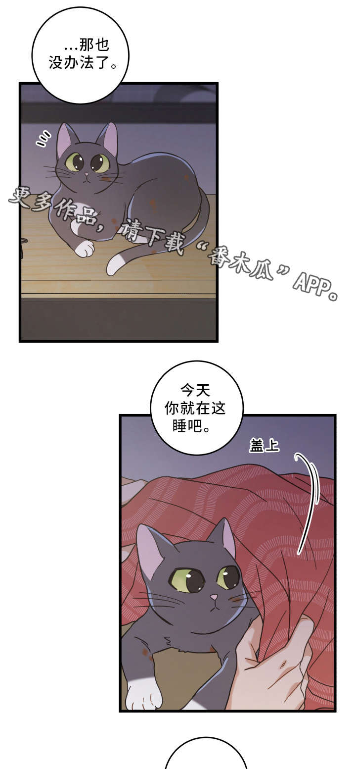 《亲爱的喵君》漫画最新章节第35章盯免费下拉式在线观看章节第【12】张图片