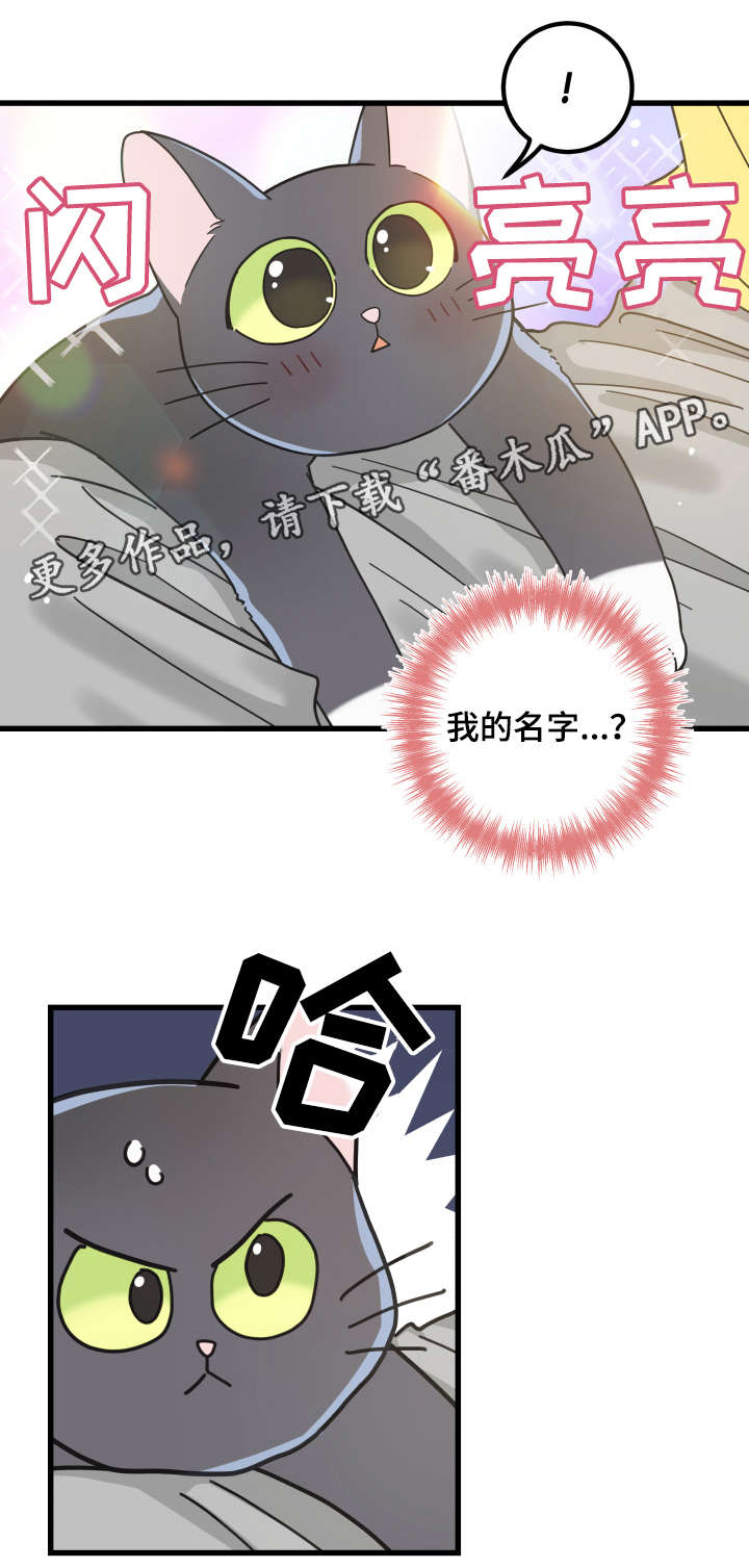 《亲爱的喵君》漫画最新章节第42章臭猫免费下拉式在线观看章节第【6】张图片