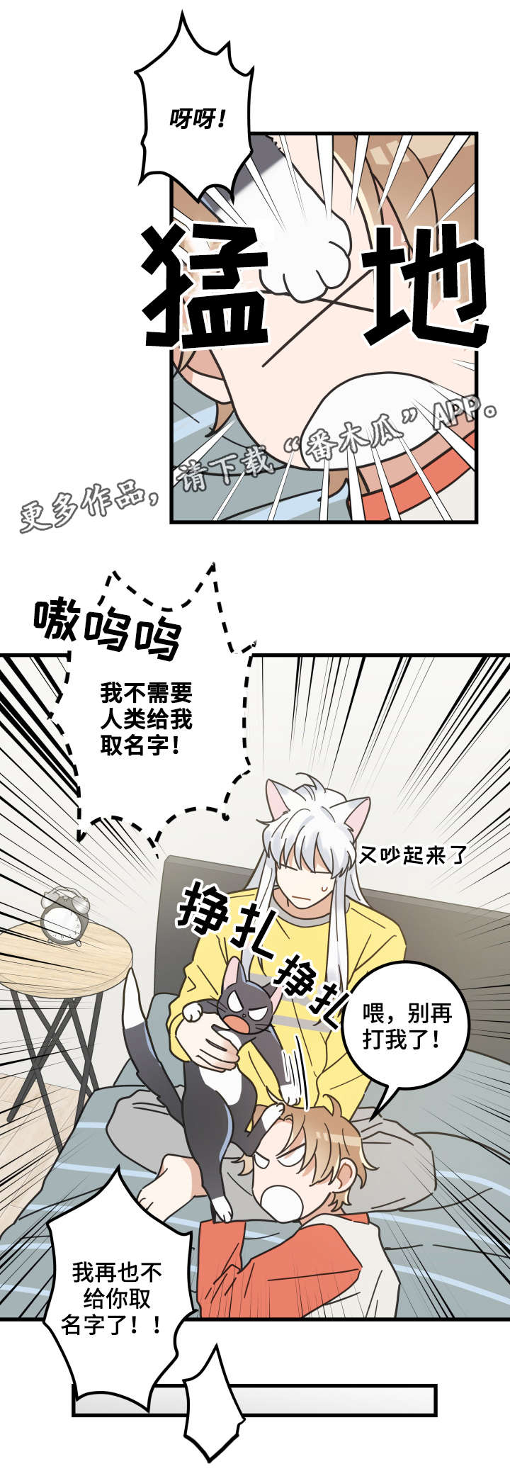 《亲爱的喵君》漫画最新章节第42章臭猫免费下拉式在线观看章节第【5】张图片