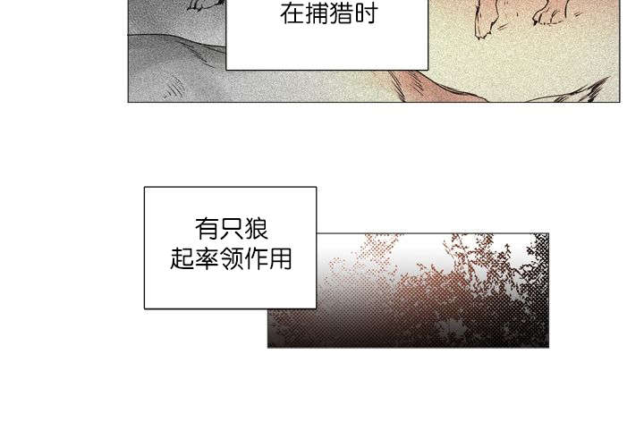 《狐狼之国/隐秘爱恋/沉溺》漫画最新章节第2话免费下拉式在线观看章节第【34】张图片